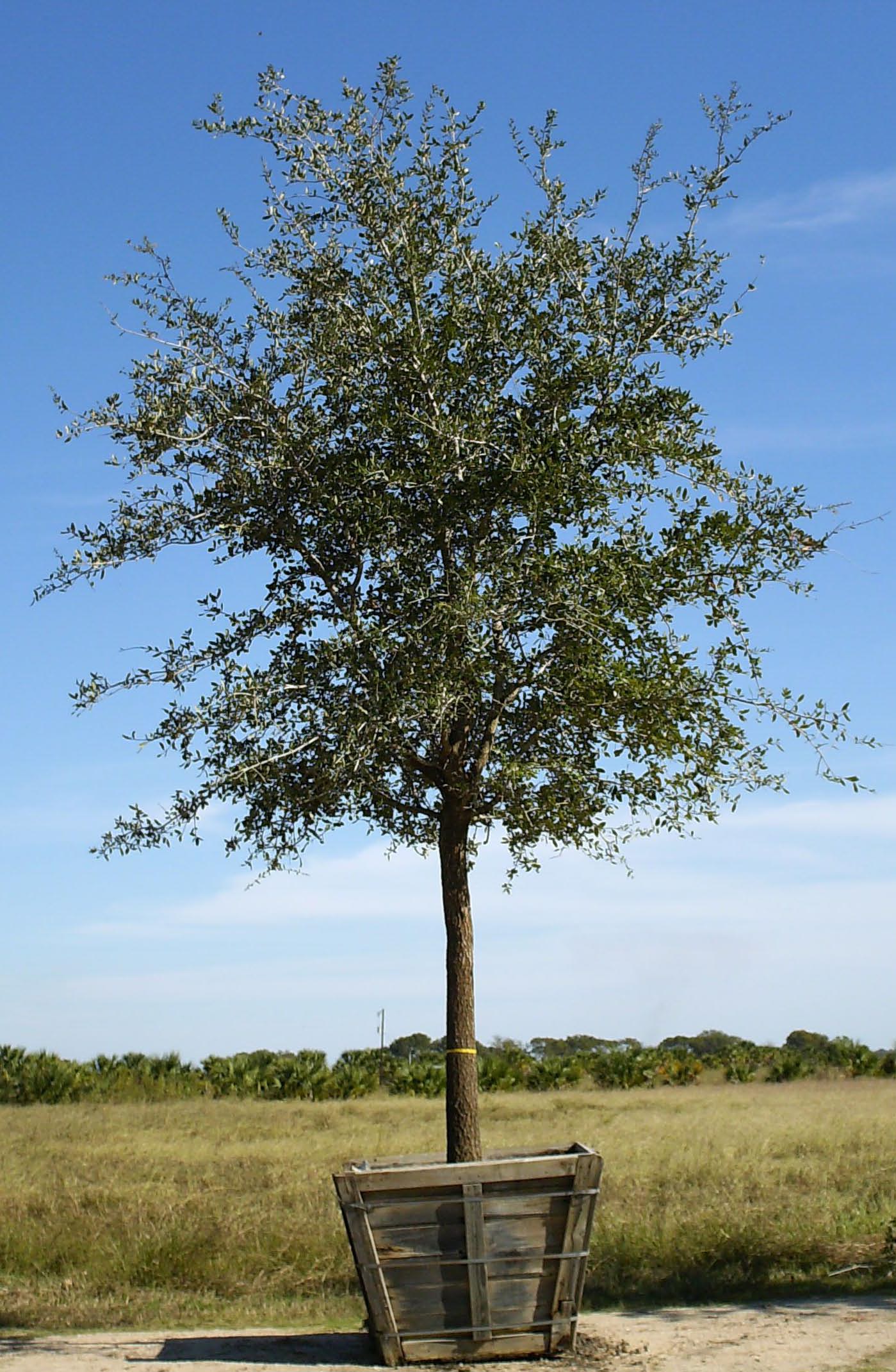 48" box LIVE OAK