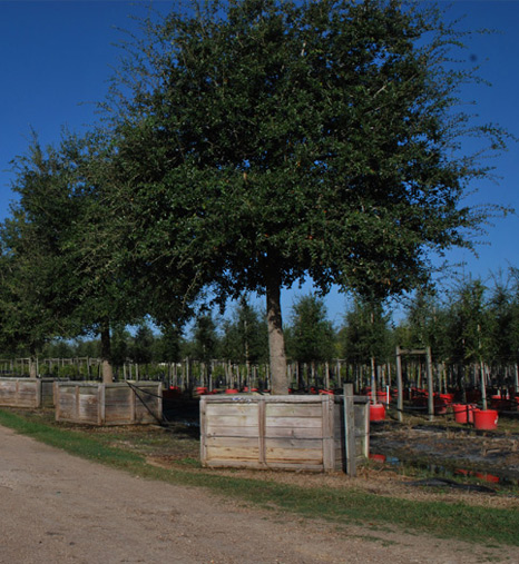 Large Container Grown